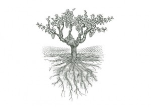Grapevine Illustration